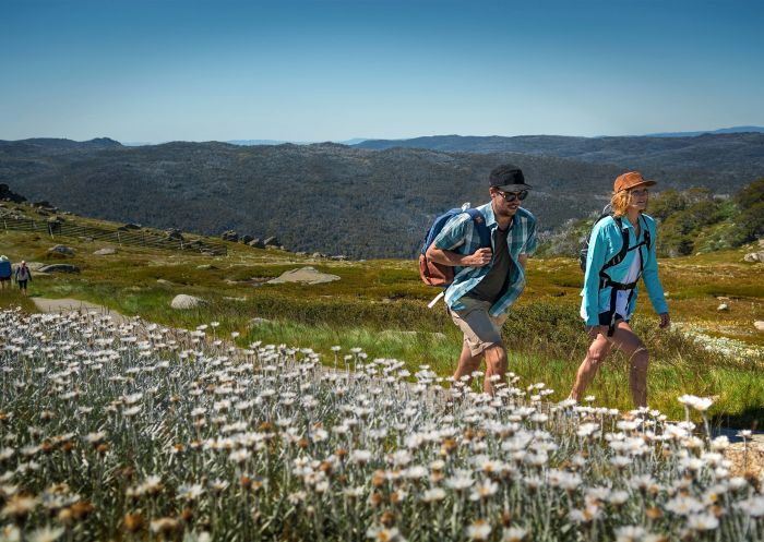 Wildflowers at Kosciuszko National Park, Snowy Mountains